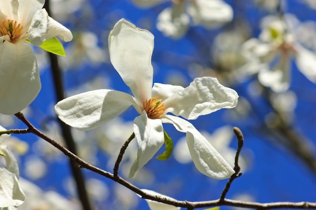 Closeup of magnolia bloossoms on the tree branch