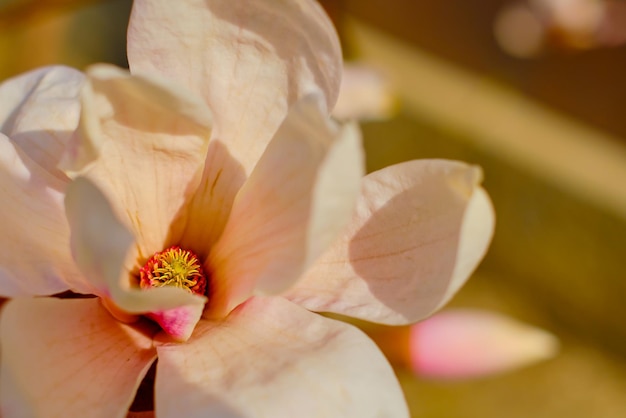 Closeup of a magnolia blossom one of the first spring flowers Selective focus Idea for a postcard or invitation spring flowers