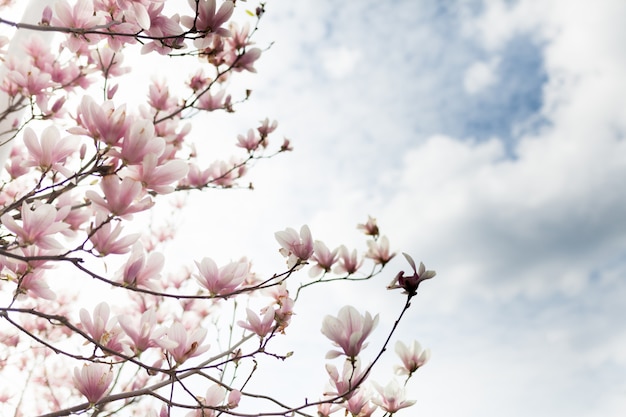 Closeup of magnolia tree blossom with blurred background and warm sunshine