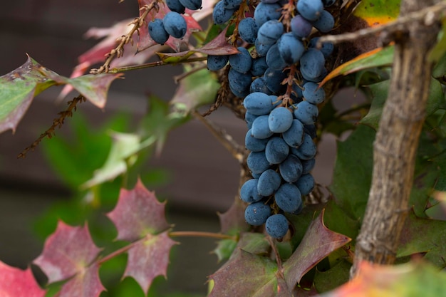 Closeup of Mahonia aquifolium Oregon grape or Oregon grape blue fruits and green and red leaves on a wooden background selective focus