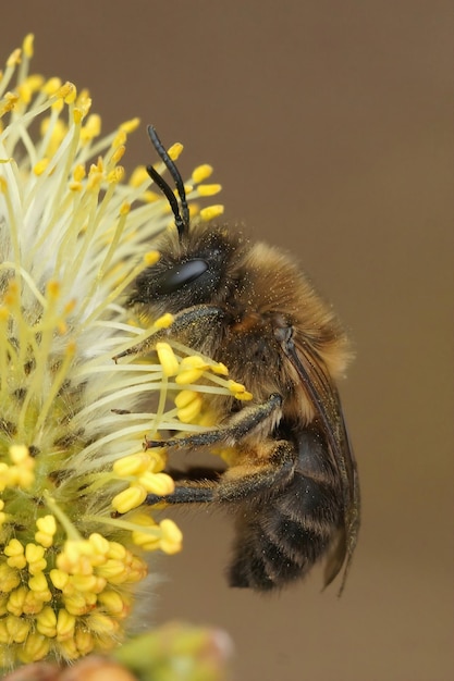 Closeup on a male early mining bee, Colletes cunicularius eating