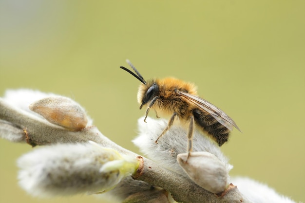 Closeup on a male early plastere bee, Colletes cunicularius sitting on a goat willow, Salic caprea in the spring