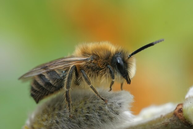 Closeup of a male Early plasterer bee , Colletes cunicularius,  sitting on goat willow, Salix caprea