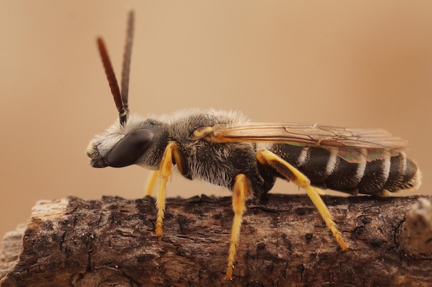 Closeup of the male of the great banded furrow bee Halictus scabiosae in Gard France