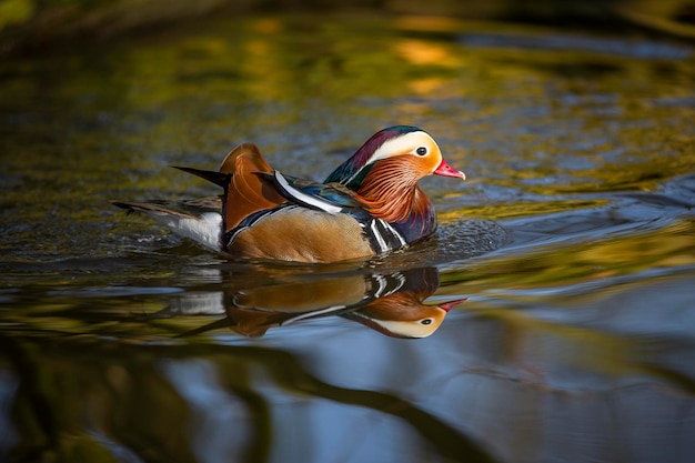 Closeup male mandarin duck swimming