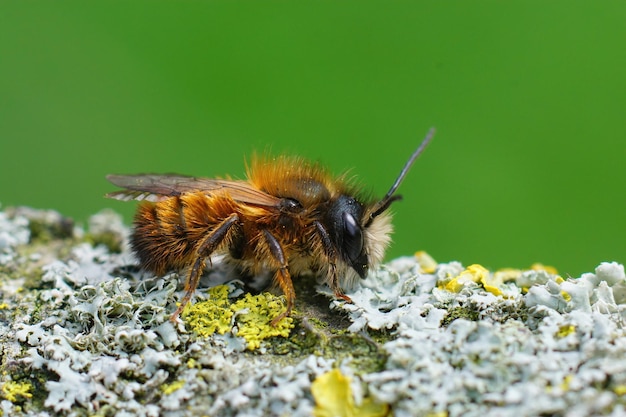 Closeup of a male red mason bee and (Osmia rufa) on lichen covered wood