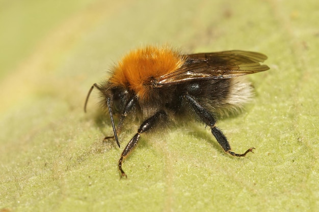 Closeup on a male Tree bumble bee, Bombus hypnorum resting on a green leaf