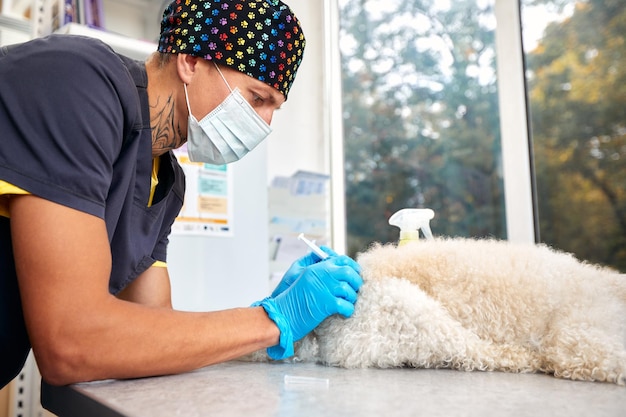 Closeup of male veterinarian giving injection of medication to dog in clinic pet vaccination or