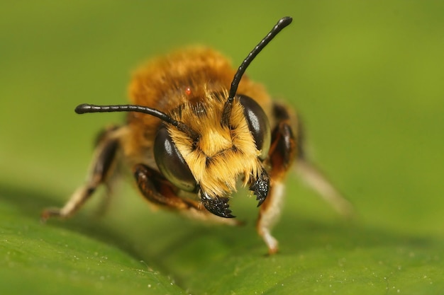 Closeup of a male Willughby's leaf-cutter bee, Megachile willughbiella threatening with open jaws