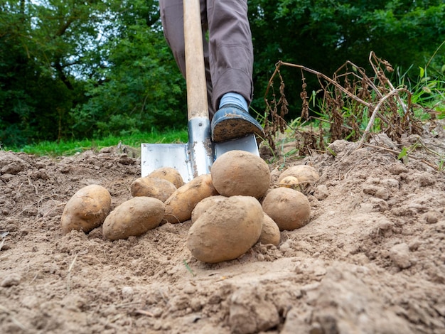 Closeup of a man digging up large potato tubers with a shovel The concept of a good harvest harvesting Side view selective focus