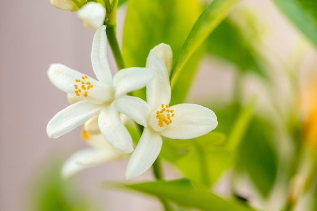 Closeup of a mandarin orange Citrus reticulata tree with blooming flowers