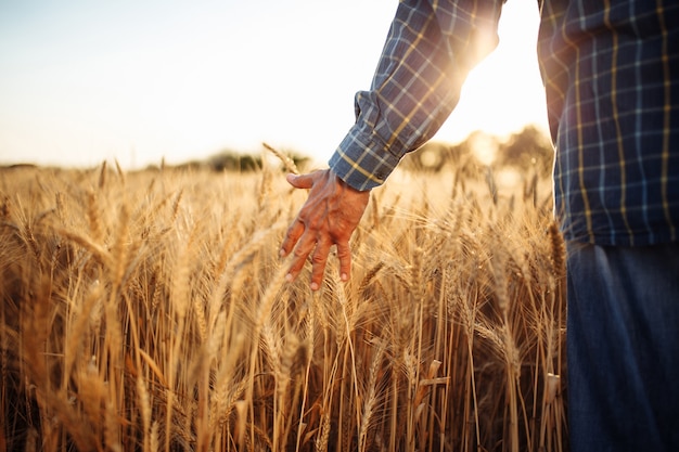 Closeup of the mans hand touching the golden ripen spikelets of wheat in the middle of the field