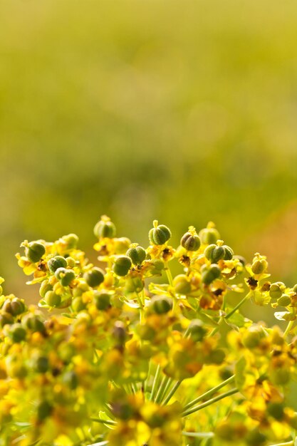 Closeup of meadow yellow flower