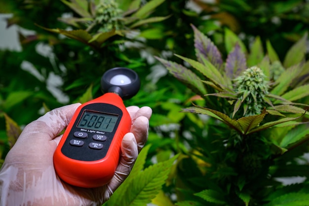 Closeup of a medicinal cannabis flower grown indoors under artificial lighting that requires LED lighting instead of natural sunlight to provide a high quality and CBD marijuana flowers