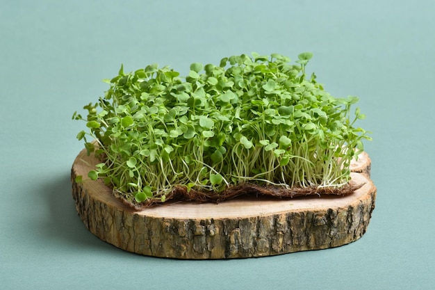 Closeup of a microgreen arugula on a wooden substrate on a green background