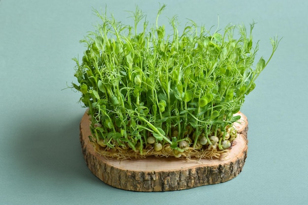 Closeup of a microgreen pea on a wooden substrate on a green background