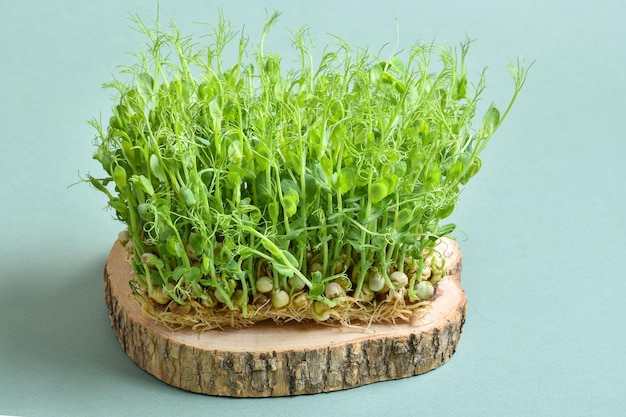 Closeup of a microgreen pea on a wooden substrate on a green background