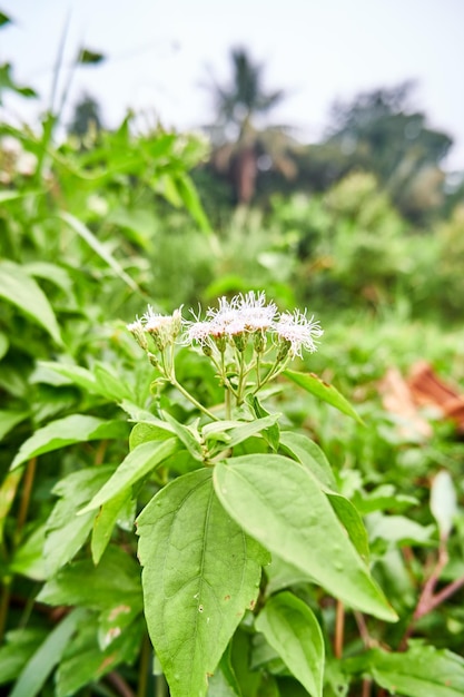 closeup of milkweed plants growing wild in the garden