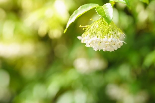 Closeup of mini white flower under sunlight with copy space using as background green natural plants landscape ecology wallpaper concept