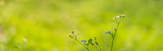 Closeup of mini white flower with yellow pollen under sunlight with copy space using as background green natural plants landscape, ecology cover page concept.