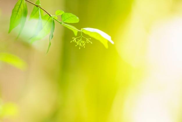 Closeup of mini young flower under sunlight with copy space using as background green leaf natural plants landscape ecology wallpaper page concept