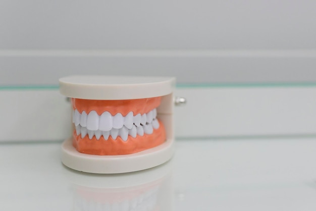 Closeup of modern human jaws model on table in dentist office