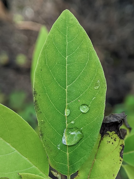 Closeup of morning dew on green leaves with blurry background