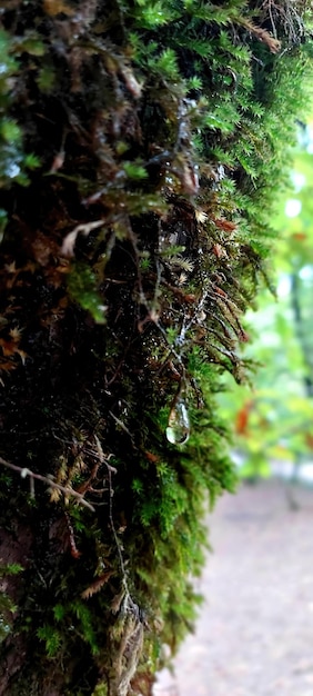 Closeup of moss on tree and drop of water