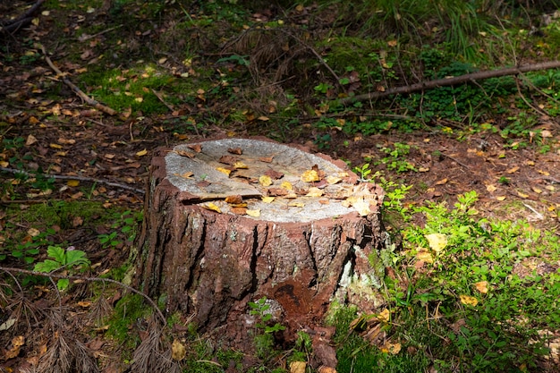 Photo closeup of mossy stump with a mushroom above and dry pine needles in the autumn forest, forest substrate, fallen autumn foliage, dry autumn leaves, selective focus in the foreground