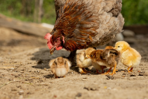 Closeup of a mother chicken with its baby chicks on the farm. Hen with baby chickens