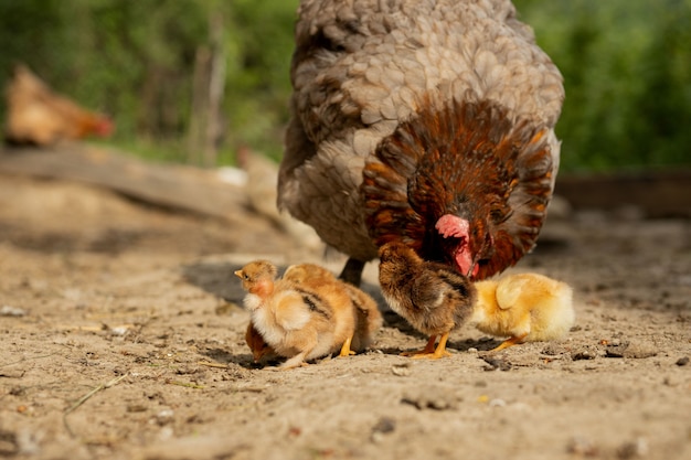 Closeup of a mother chicken with its baby chicks on the farm. Hen with baby chickens.