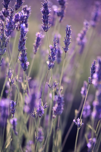 Closeup on mountain lavender on Hvar island in Croatia Lavender oil is used in aromatherapy perfume ingredient Light purple natural background