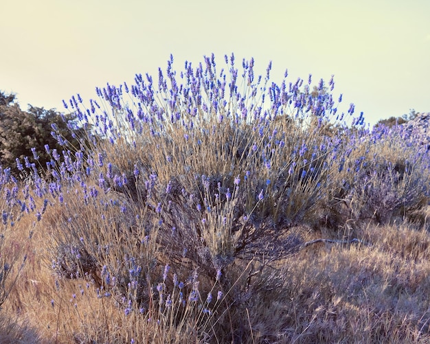 Closeup on mountain lavender on Hvar island in Croatia Lavender swaying on wind over sunset sky harvest aromatherapy perfume ingredient