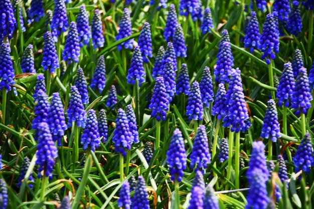 Closeup Mouse hyacinth or Muscari lat Muscari Beautiful dark blue flowers in a flower bed