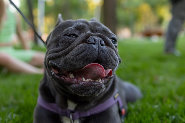 Closeup of the muzzle of a french bulldog who sticks out his tongue and breathes heavily in the park on the lawn