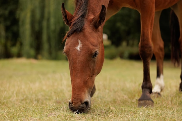 Closeup of the muzzle of a horse that eats grass in a meadow in autumn