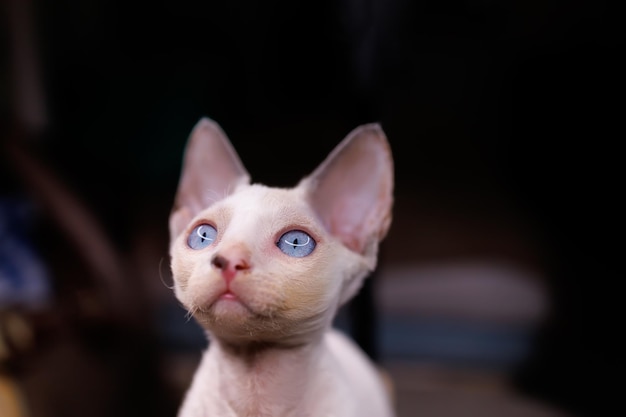 Closeup muzzle of a small Devon Rex cat