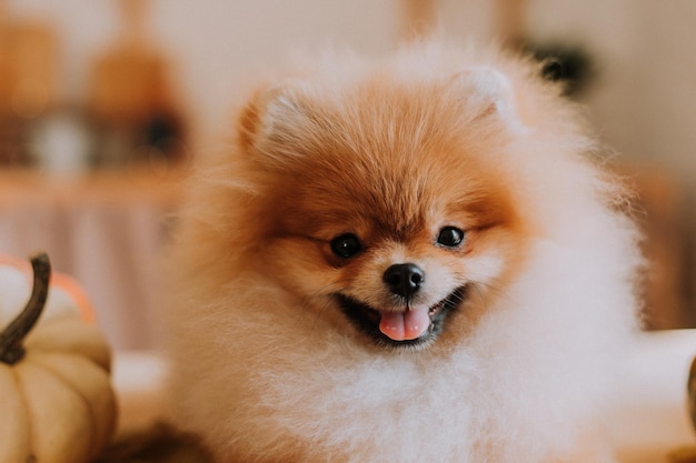 Closeup of the muzzle of a small red fluffy pomeranian lying on a wooden table. pet products. dog looks at the camera. warm autumn concept. space for text. High quality photo