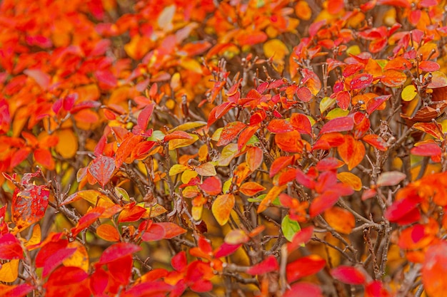 Closeup natural autumn fall view of red orange leaf on blurred background in garden or park selective focus Inspirational nature october or september wallpaper Change of seasons concept