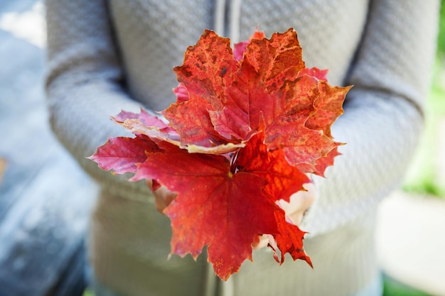 Closeup natural autumn fall view woman hands holding red orange maple leaves on park background Inspirational nature october or september wallpaper Change of seasons concept