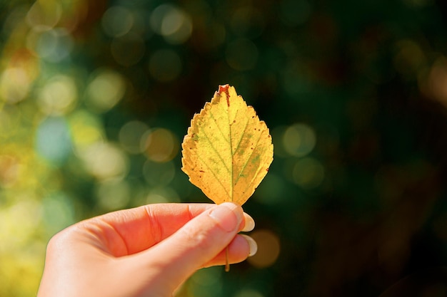 Closeup natural autumn fall view woman hands holding yellow leaf on dark park background Inspirational nature october or september wallpaper Change of seasons concept