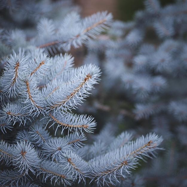 Closeup of Natural blue spruce in the park