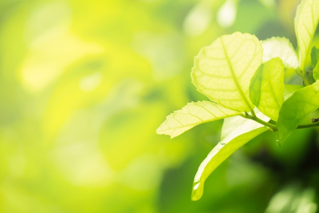 closeup natural leaf green or plant in garden.