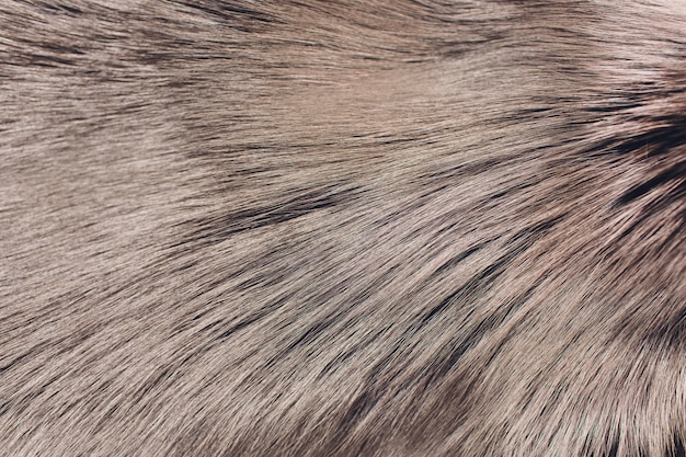 Closeup of natural silver fox fur. Fur.