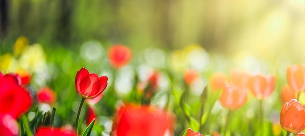 Closeup nature view of amazing red pink tulips blooming in garden. Spring flowers under sunlight