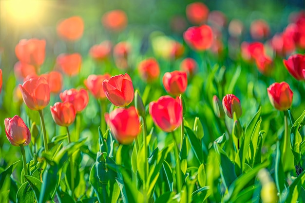 Closeup nature view of amazing red pink tulips blooming in garden. Spring flowers under sunlight