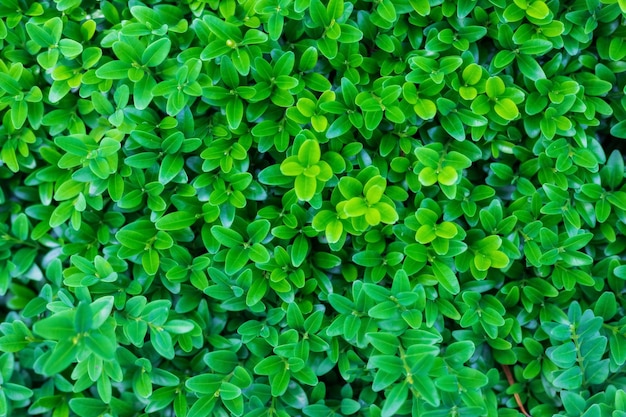 Closeup nature view on the background of green leaves Flat lay natural nature concept boxwood leaves