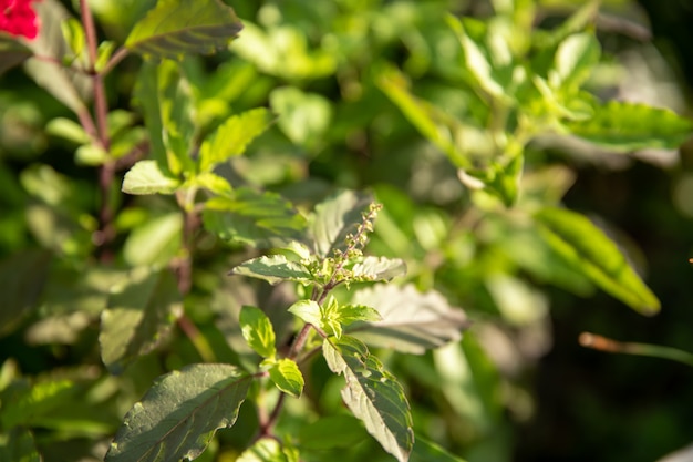 Closeup nature view of basil green leaf in garden at summer under sunlight.