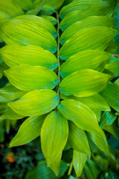 Closeup nature view of green leaf background and palm trees Flat lying Dark nature landscape Tropical leaves Nature background