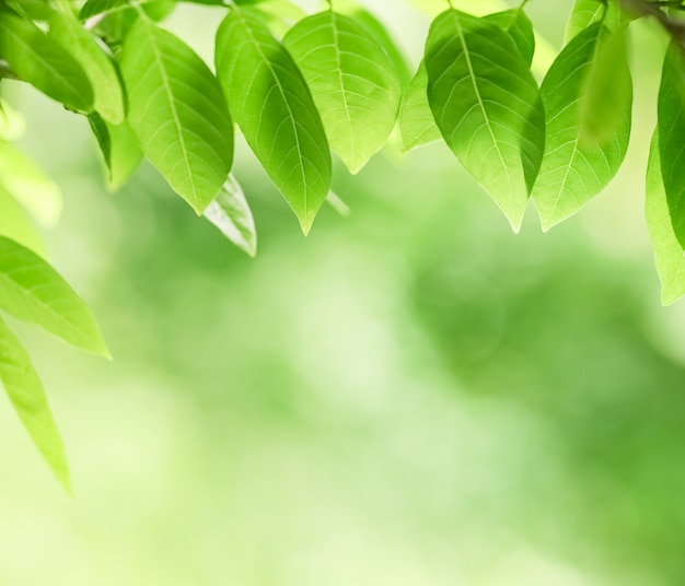 Closeup of nature view of green leaf on blurred greenery background in garden